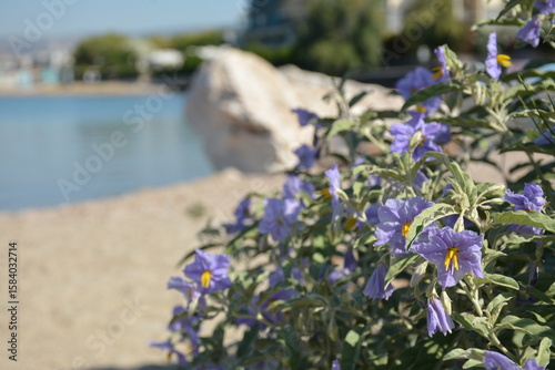 Bilde på lerret A bush of exotic nightshade plant Solanum laciniatum blooming near the sea