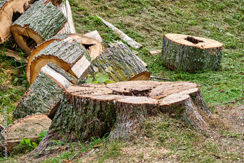 Tree stump and cut logs in a woodland area during daytime showing recent tree removal