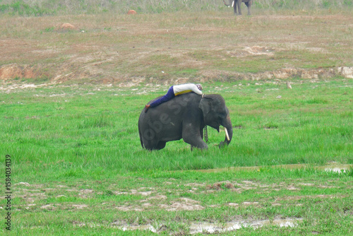 Trust Between Man and Elephant