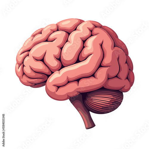 Vector illustration of brain with lobes medical style on white background, neurology diagram 
