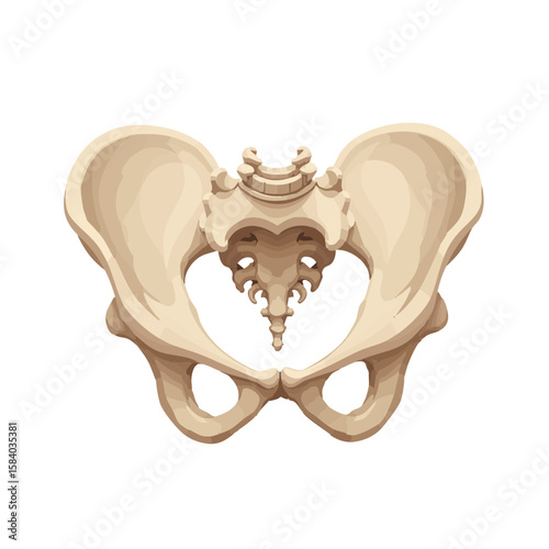 Vector illustration of pelvis bone anatomical style on white background, skeletal system