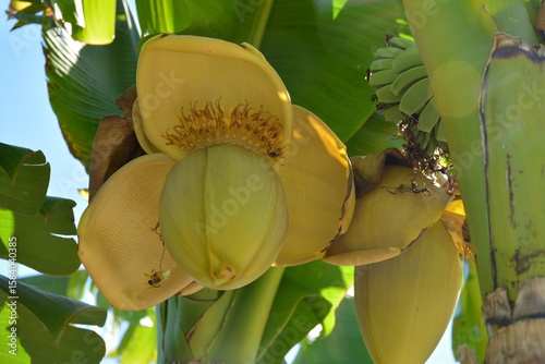 Large open air banana tree in the south