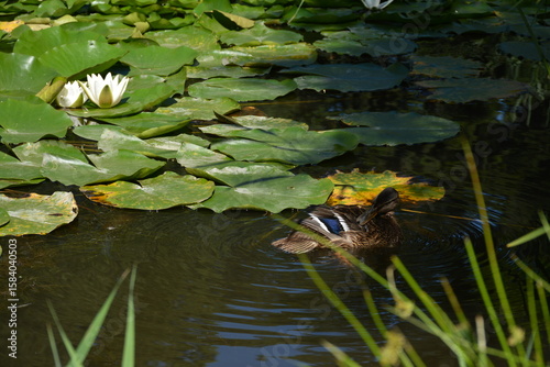 A wild duck swims in a pond with water lilies

