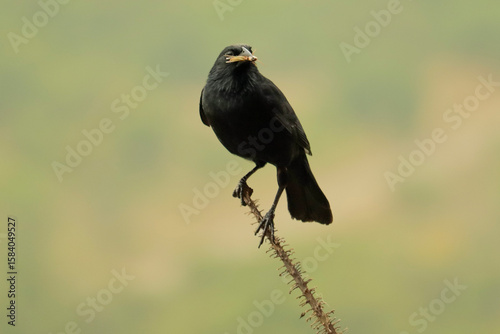 Chapada das Mesas - Maranhão 