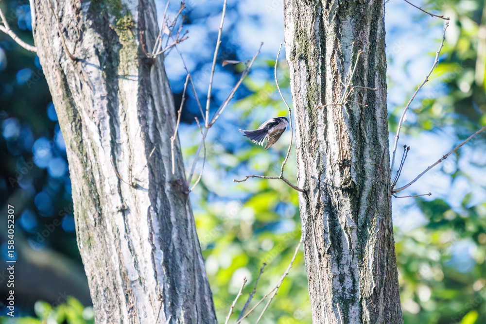 Obraz premium 羽ばたいて飛び出す可愛いエナガ（エナガ科） 英名学名：long tailed tit (Aegithalos caudatus) 埼玉県北本市、北本自然観察公園 2024 