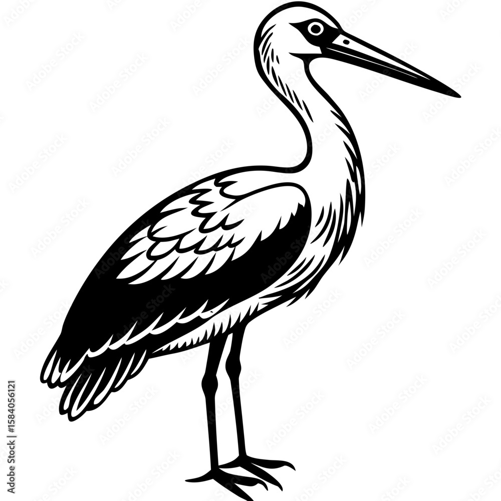 Obraz premium black crowned night heron