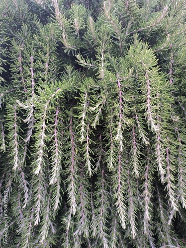 fir tree branches hornaments