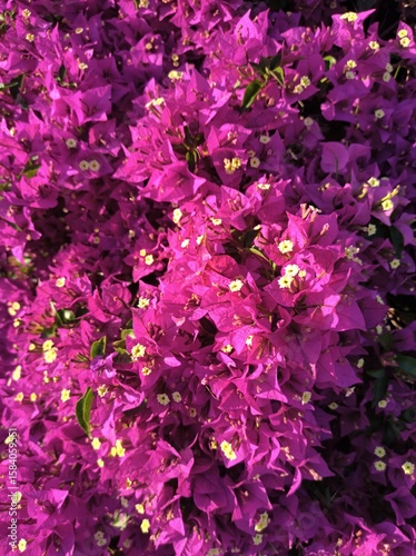 pink hydrangea flowers 