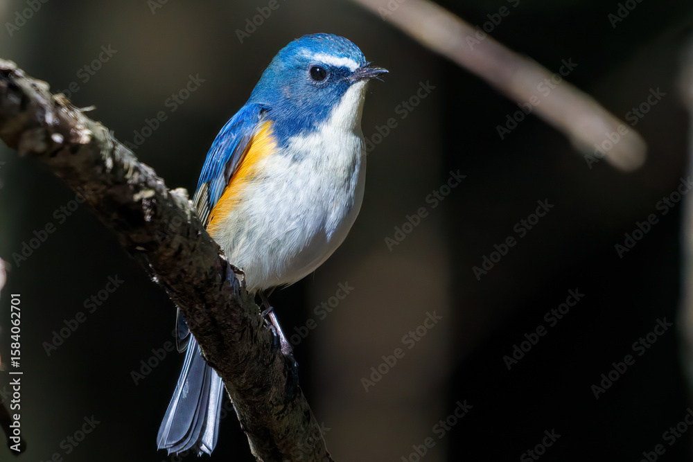 Fototapeta premium 羽ばたいて飛び出す幸せの青い鳥、可愛いルリビタキ（ヒタキ科） 英名学名：Red flanked Bluetail (Tarsiger cyanurus) 埼玉県北本市、北本自然観察公園 2024 