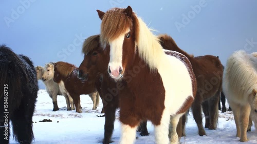 Icelandic Horses in Winter Snow.