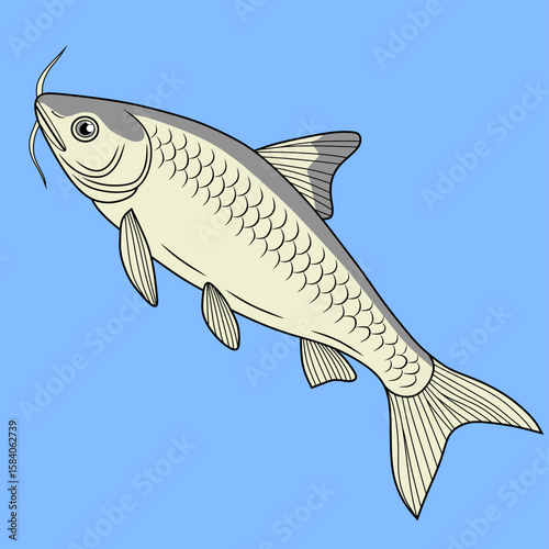 Vector image of a swai fish with detailed fins and scales, set against a blue background. Clean and simple aquatic design.
