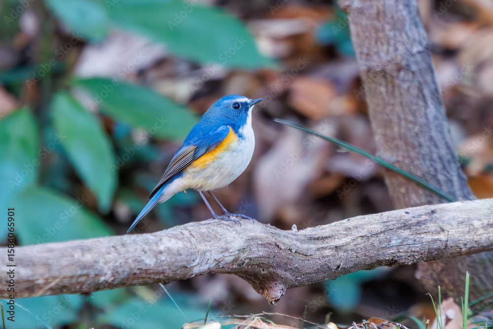 Fototapeta premium 羽ばたいて飛び出す幸せの青い鳥、可愛いルリビタキ（ヒタキ科） 英名学名：Red flanked Bluetail (Tarsiger cyanurus) 埼玉県北本市、北本自然観察公園 2024 