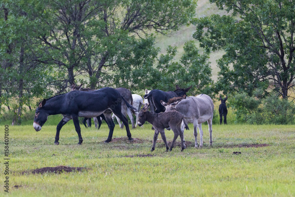 Wild burros with foals in a meadow Wild burros with foals in a meadow