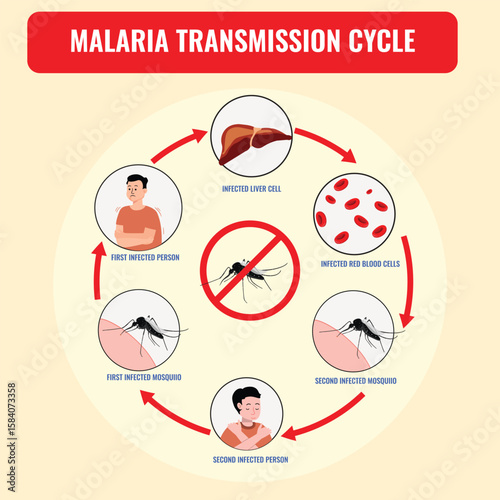 Understanding Malaria Life Cycle