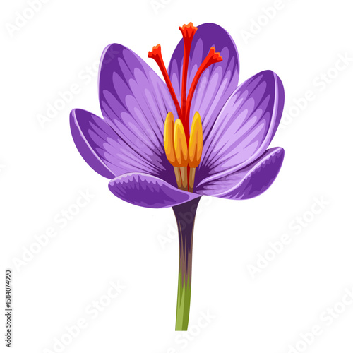 Illustration of Crocus sativus flower, commonly known as saffron crocus or autumn crocus, isolated on white background.pink and yellow flower