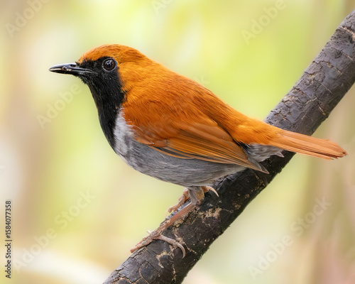 Canvas Print Portrait of a Male Okinawan Robin