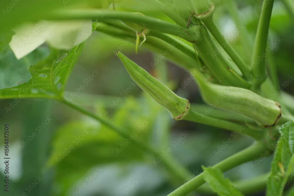 Obraz premium an okra plant bearing young green pods in a garden. The pods are elongated and tender, covered with tiny hairs, surrounded by deep green leaves