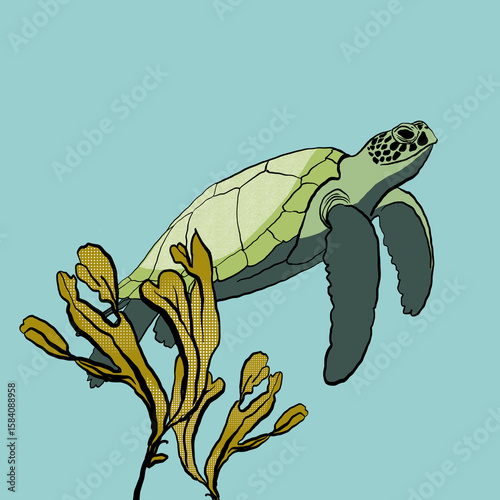 Photography Turtle