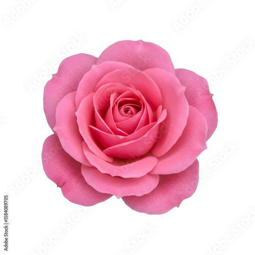Top view of a single beautiful pink rose flower in full bloom, with delicate petals perfectly arranged and isolated on a clean white background.