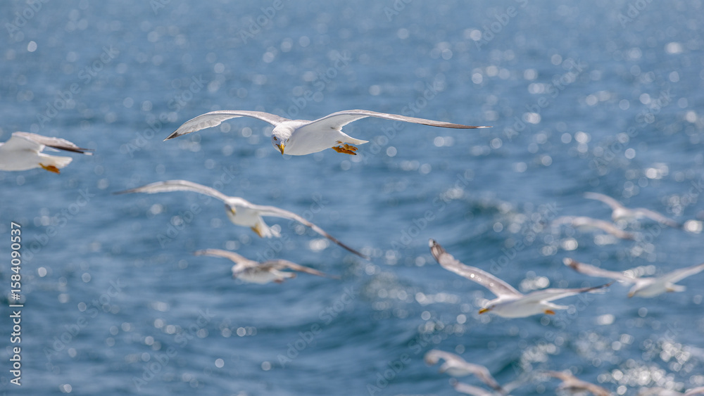 Obraz premium Möwe im Flug