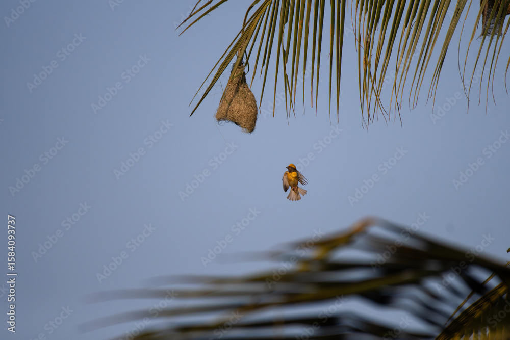 Obraz premium A vibrant Baya weaver bird in flight, actively building hanging nest, with a clear blue sky background.