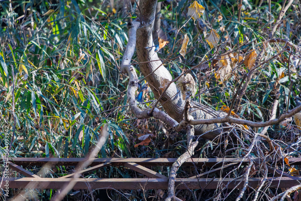 Obraz premium 餌を捕らえるために池に飛び込む可愛いカワセミ（カワセミ科）のペア 英名学名：Kingfisher (Alcedo atthis) 埼玉県北本市、北本自然観察公園 2025 