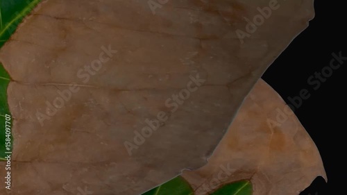a mature guava leaf with a brownish green color. the texture is mottled. a sample of a half-dried leaf.

