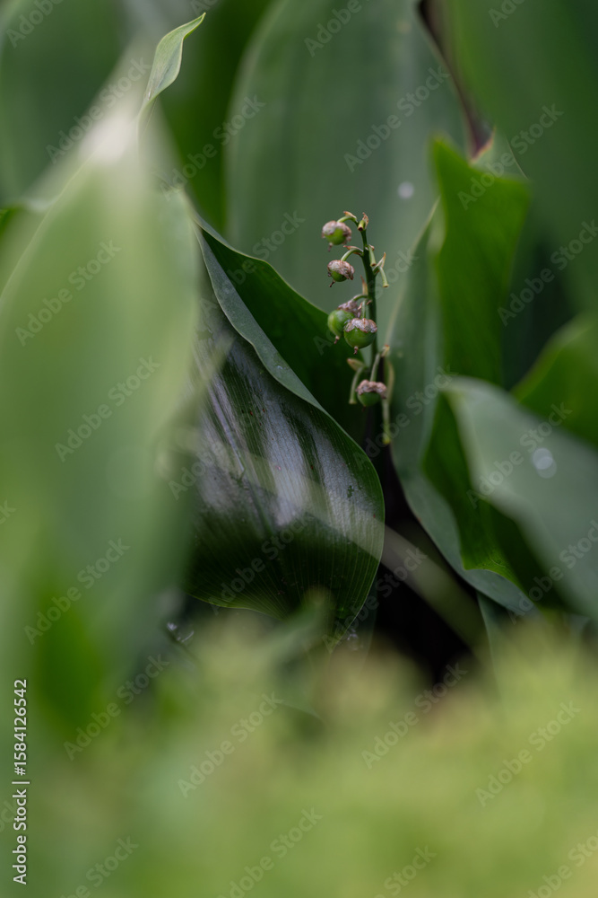 Obraz premium Green berries of lily of the valley among the leaves.