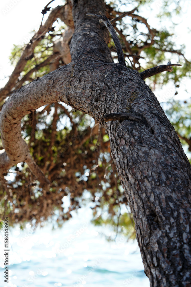 Obraz premium pine branches over the sea