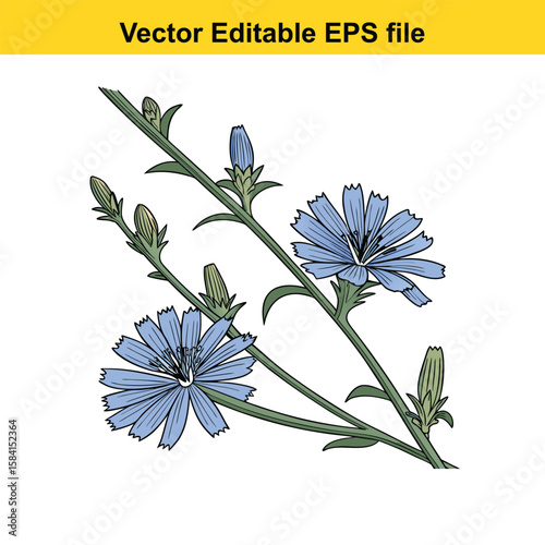 Two blue chicory flowers with buds on a green stem