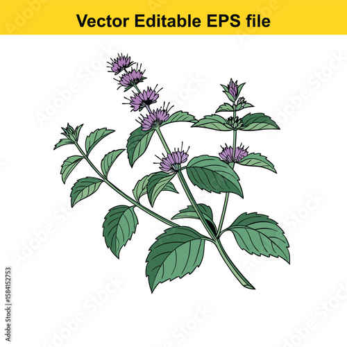 A mint plant with purple flowers and green leaves