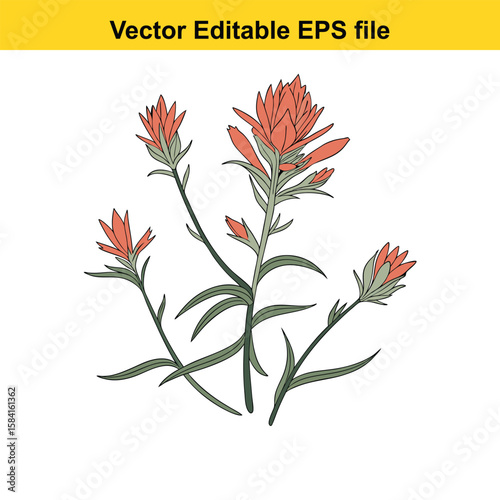 A cluster of indian paintbrush wildflowers in bloom