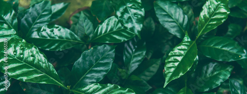 Photography Banner Texture Green coffee leaf tree growing berry bean plant