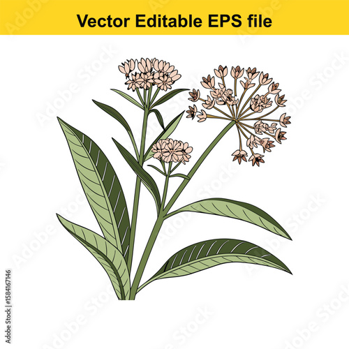 Fotografía Pink milkweed flowers and leaves isolated on white background