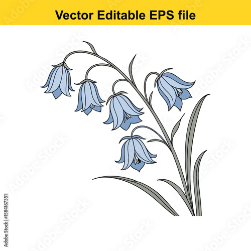 Blue bellflowers with green leaves isolated on white background