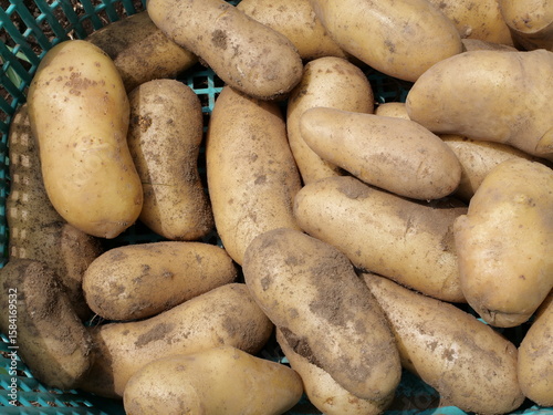 収穫したてのジャガイモ（メークイン）