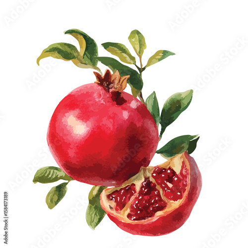 Pomegranate with leaves watercolor illustration isolated on white background