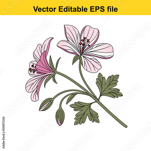 A delicate pink geranium flower with green leaves