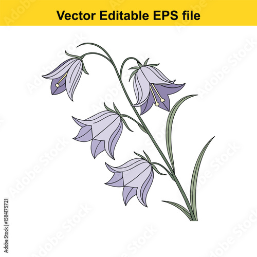 Purple bellflowers with green leaves isolated on white