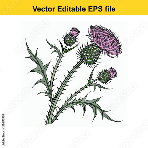 A prickly thistle plant with purple flowers isolated on white