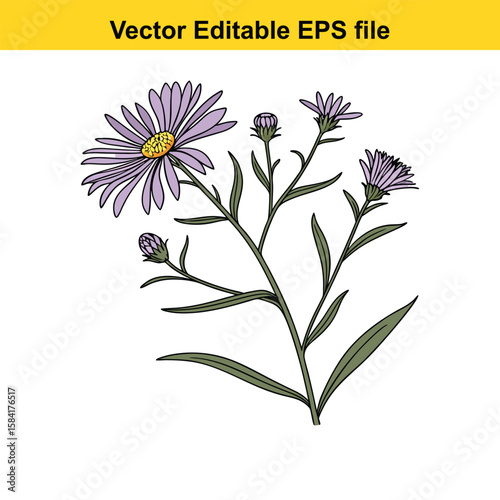 Purple aster flower with buds and leaves isolated on white