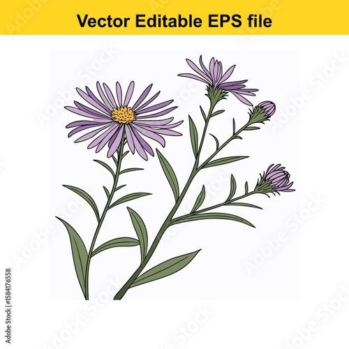 Purple aster flower with buds and leaves isolated on white