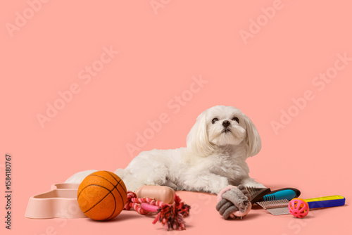 Cute Bolognese dog sitting ...