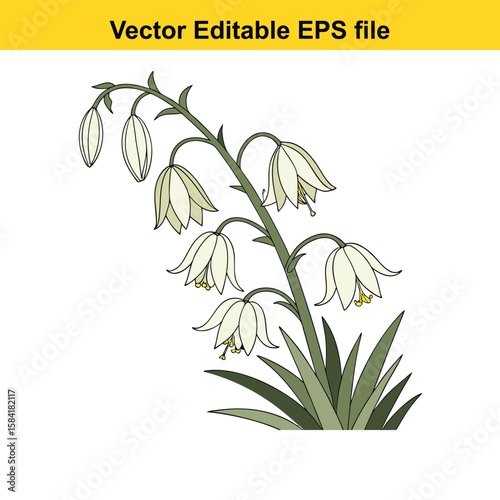 Yucca plant with white bellshaped flowers and green leaves