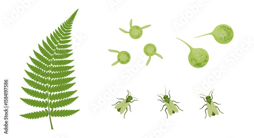 Illustration of a fern frond with sporangia and three small green insects on a white background