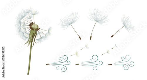 Illustration of a dandelion with seeds blowing away in the wind on a white background design art