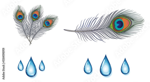 Illustration showing a group of peacock feathers and water droplets on a white isolated background view