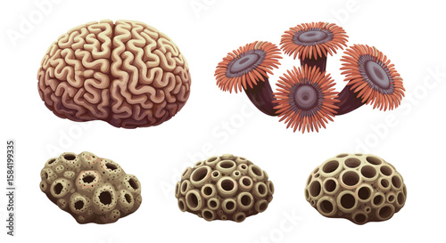 Illustration showing a brain coral anemones and porous rocks against a white background in a still life