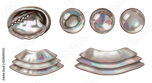 Illustration showing several abalone shells and shell fragments with iridescent coloring and textures