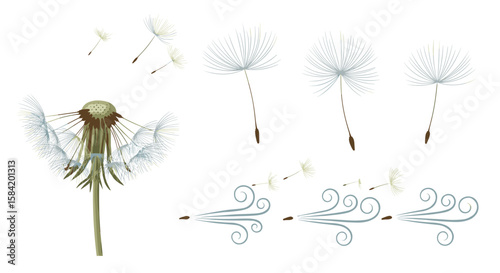 Dandelion seeds dispersing in the wind with a dandelion flower head on a white background image view